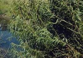 We did not find results for: How To Control Willow Aquaplant Management Of Pond Plants Algae