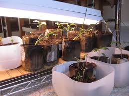 What wavelengths do they emit? Do You Need More Space Under The Grow Lights 6 Ways To Grow More