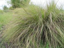 Image result for Eragrostis volkensii
