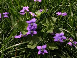 Another very successful plant under the tree is helleborous. Violets In Lawns