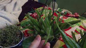 Allow the offset a week to dry before. Dog Tail Cactus Growth Pattern And Question Hypotheses Youtube