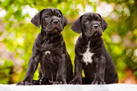 Necklace, designed by amit eshel. Male Vs Female Cane Corso What S The Difference