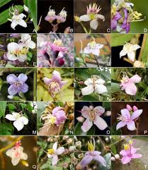 Image result for Ochthocharis