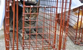 A rogue cat who 'will not be contained' keeps trying to free his shelter comrades. Feral Friends For Life Animal Shelter