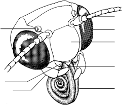 Ecological pest management focuses mainly on preventive measures, which seeks to enhance the natural defenses of the environment to tackle pests. 2