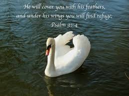 Swan Psalm 91 4 Psalm 91 4 Psalms Photo Quotes