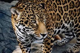 Scary animals cute animals wild animals jaguar photos of eyes cheetahs wild dogs white cats leopards. January S Featured Animal The Jaguar Animal World And Snake Farm