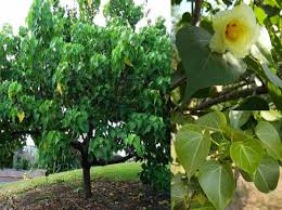 Image result for Thespesia populneoides