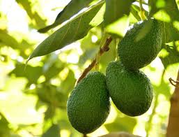 Avocado Heights