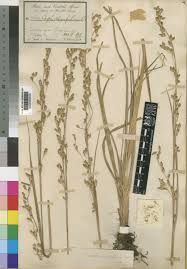 Image result for Coleochloa