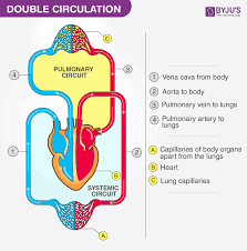 Double Circulation Blood Circulation In Humans Byjus