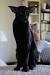 Oriental Shorthair Cat Price