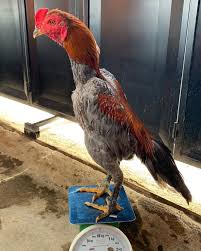 Kelemahan Kelebihan Ayam Pakhoy Asli Saat Berlaga