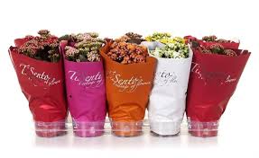Kalanchoe Calandiva Mix November Tisento Elegance Hoes