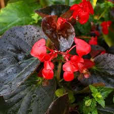 Image result for Begonia