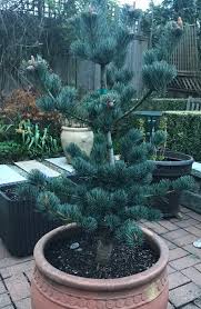 Pinus parvflora 'miyajima' in training since 1625!! Pinus Parviflora Glauca In A Container