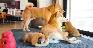 家族団らん 4匹仲良く暮らす柴犬一家 優しさに満ちた日常に 胸がホッコリ ｪ peco ペコ 柴犬 犬 柴犬 子犬