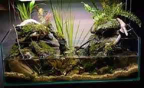 Karena kesamaannya, banyak yang menyebut paludarium sebagai saudara dekat. Cara Membuat Paludarium Sederhana Untuk Pemula 2021