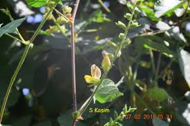 Image result for Rhynchosia viscosa