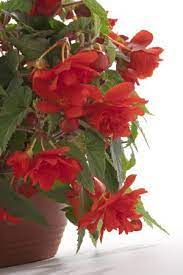 New Variety Trees To Plant Flower Pots Planting Bulbs
