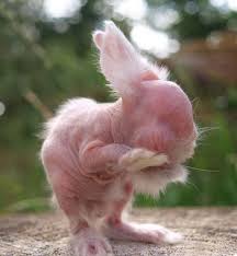 These 15 Animals Without Hair Are Barely Recognizable Hairless Animals Hairless Beautiful Rabbit