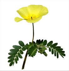 Image result for Tribulus terrestris