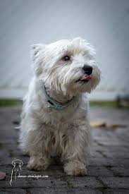 Simple ways you can treat white tongue include: Pin On Lady