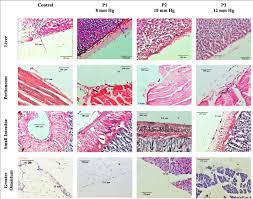 This is covered by a simple squamous mesothelium called the germinal epithelium. Histological Findings Of Mesothelium Thickness The Mesothelium Is A Download Scientific Diagram