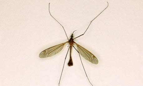 Is the daddy-longlegs doomed? | Wildlife | The Guardian