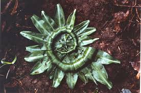 ã€Œandy goldsworthyã€çš„åœ–ç‰‡æœå°‹çµæžœ