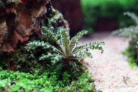Image result for Pogostemon rogersii