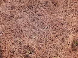 Image result for Casuarina junghuhniana