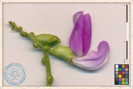 Image result for Canavalia cathartica