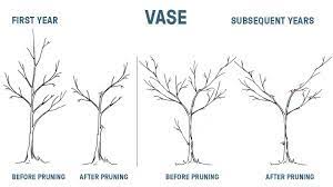 Maybe you would like to learn more about one of these? Winter Pruning Fruit Trees Pruning Fruit Trees Fruit Trees Prune Fruit