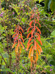 Image result for Kniphofia thomsonii