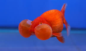 Maybe you would like to learn more about one of these? Goldfish Myths And Facts