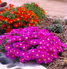 Image result for Lampranthus spp.