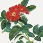 Profile Picture of Benjamin Whitacre Archives - Arnold Arboretum (@harvard.edu) on Google