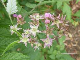 Image result for Rubus pinnatus