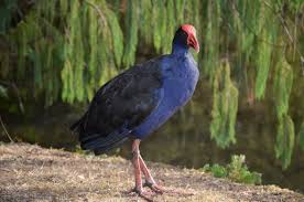 Maybe you would like to learn more about one of these? Freshwater And Wetland Habitats