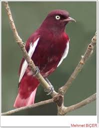 Pompadour Cotinga Kusu Xipholena Punicea Guzel Kuslar Kus Papaganlar