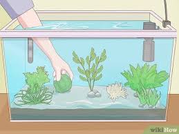 It is often said that a planted aquarium is a reflection of its substrate. How To Set Up An Aquarium With Live Plants 14 Steps