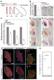 Fgf Signaling Is Compartmentalized Within The Mesenchyme And