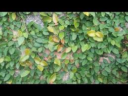 Image result for ficus pumila