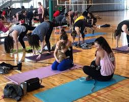 Yoga In Indianapolis Where To Find Classes With Goats Wine Dogs