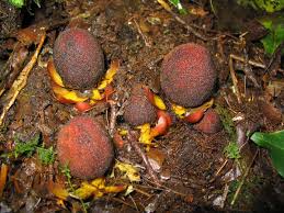 Image result for Balanophoraceae