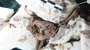 Image result for Selago dinteri