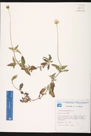 Image result for Tridax