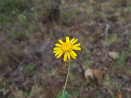 Image result for Emilia discifolia