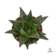 Crossing between gasteria batesiana (south africa) and gasteria old man. Comprar Gasteria Flow Plantadecor